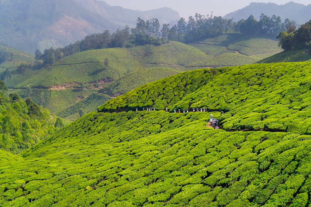 Munnar : Un Paradis au Coeur des Plantations de Thé - Munnar | Secret World Trip Planner