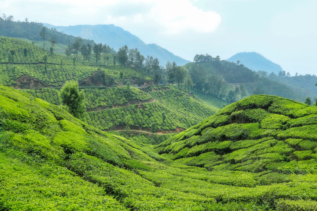 Munnar : Un Paradis au Coeur des Plantations de Thé - Munnar | Secret World Trip Planner