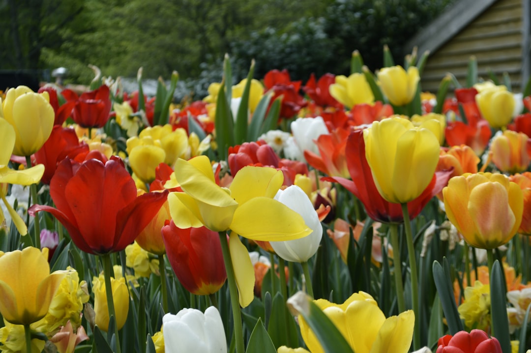 Découvrez la Magie des Jardins de Keukenhof à Lisse - Lisse | Secret World Trip Planner