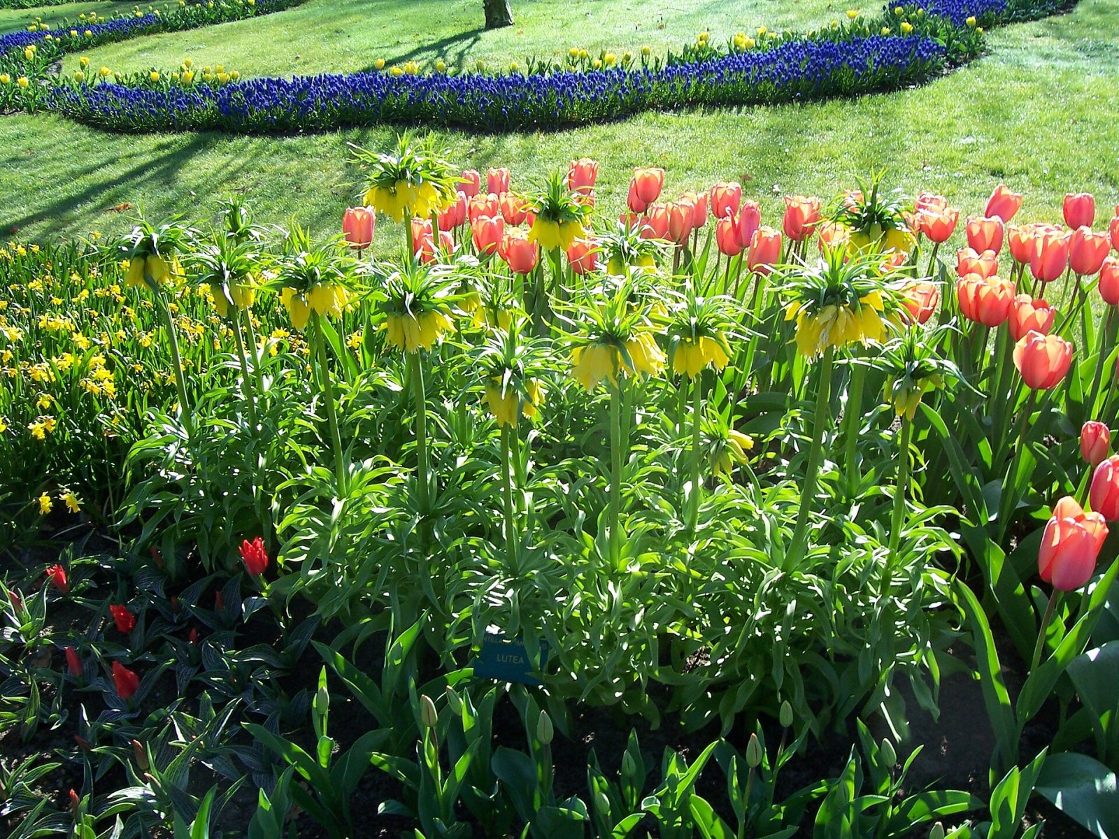 Découvrez la Magie des Jardins de Keukenhof à Lisse - Lisse | Secret World Trip Planner
