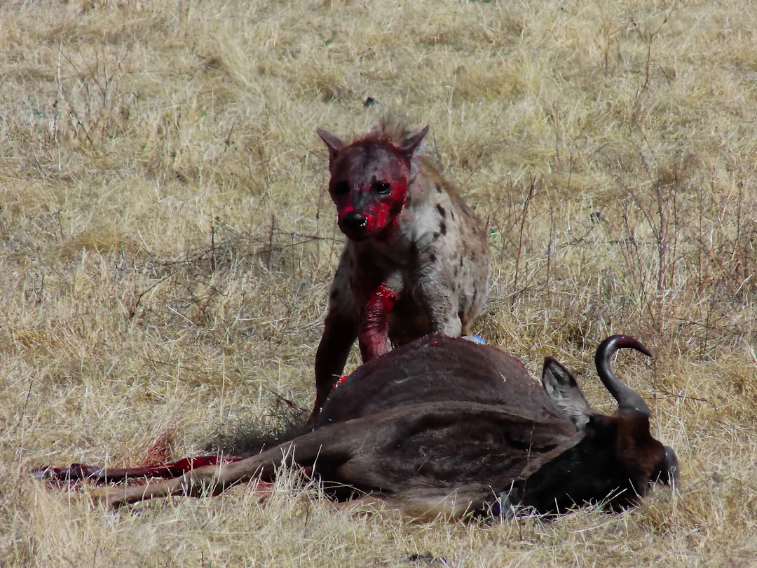 À la découverte des grottes du cratère Ngorongoro - B144 | Secret World Trip Planner