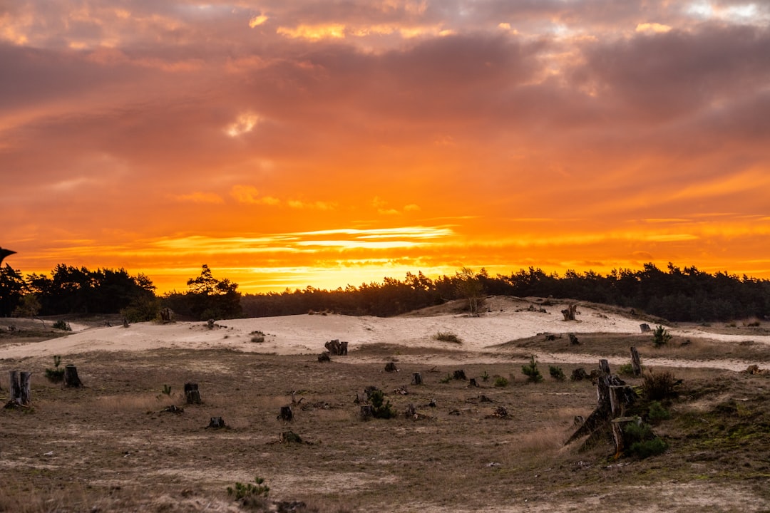 Scopri la bellezza del Parco Nazionale Hoge Veluwe — Otterlo