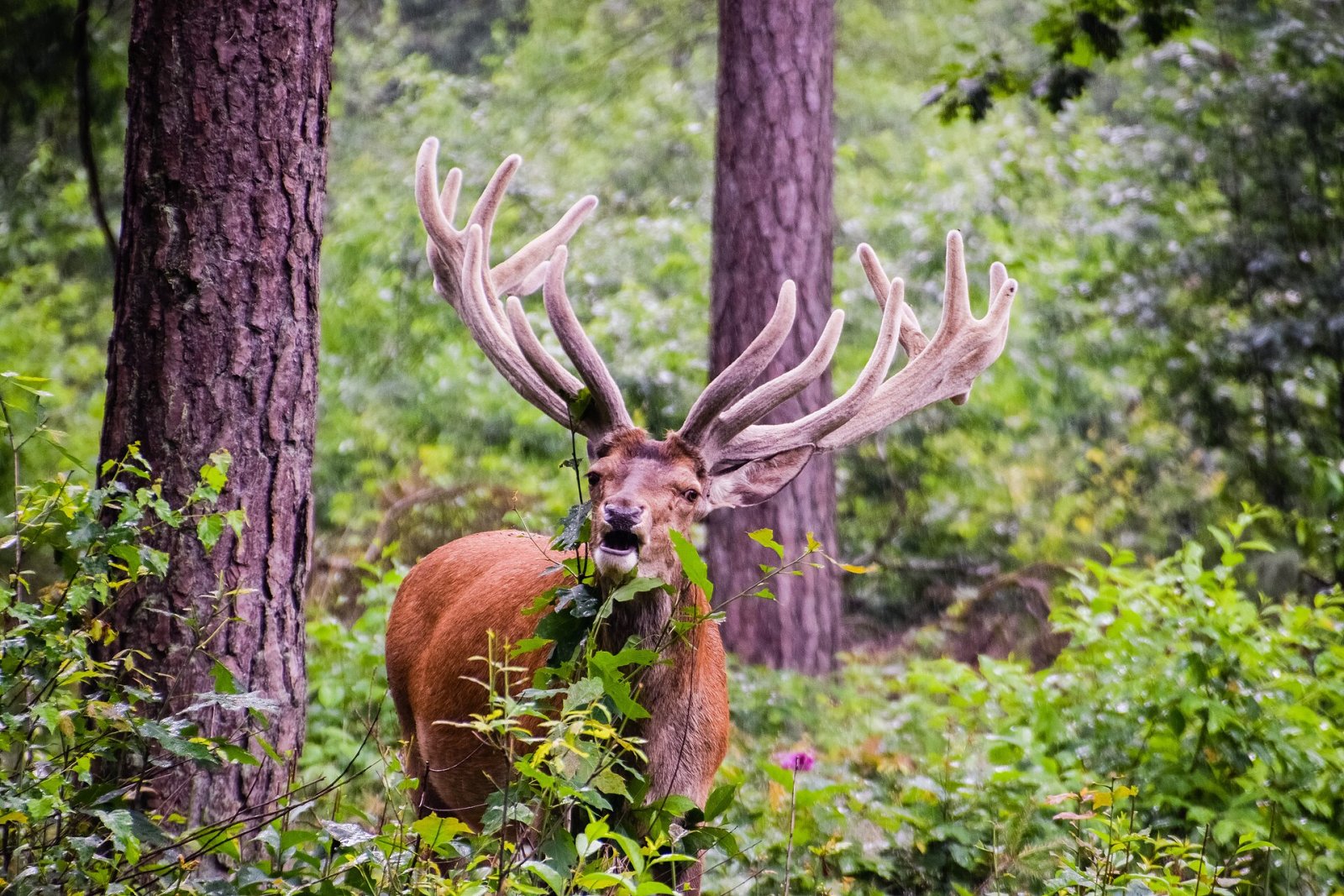 Découvrez la beauté du Parc National Hoge Veluwe - Otterlo | Secret World Trip Planner