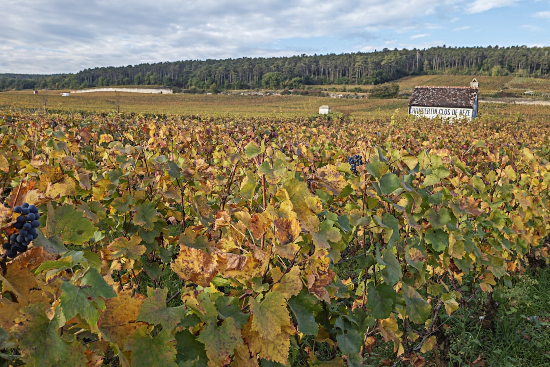 Entdecken Sie die Côte-d'Or: Die Magie der Burgunderweine - Côte-d'Or | Secret World Trip Planner