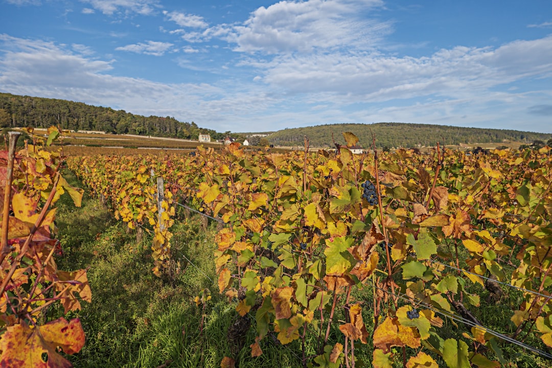 Entdecken Sie die Côte-d'Or: Die Magie der Burgunderweine - Côte-d'Or | Secret World Trip Planner