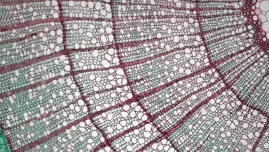 La Struttura di Richat: Un Miraggio nel Deserto della Mauritania - وادان | Secret World Trip Planner
