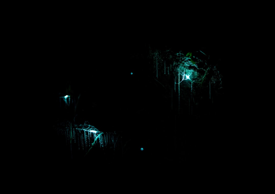 Discover Waitomo Caves: A Magical World Awaits - Waitomo Caves | Secret World Trip Planner