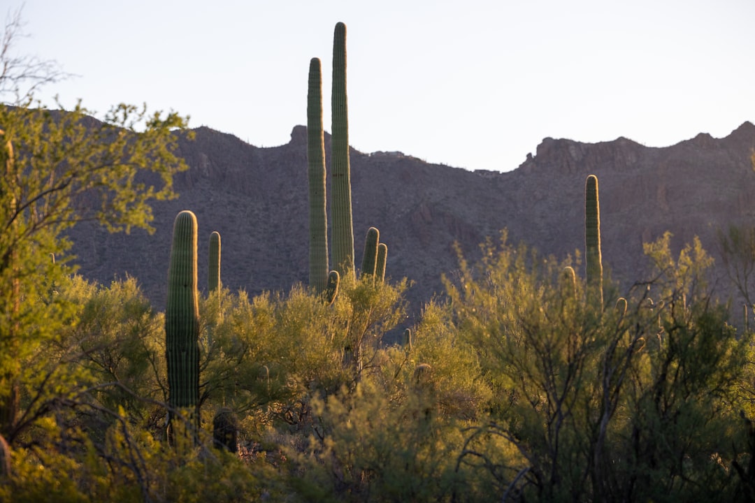 L'incanto del Deserto di Sonoran: una bellezza senza tempo - Maricopa | Secret World Trip Planner