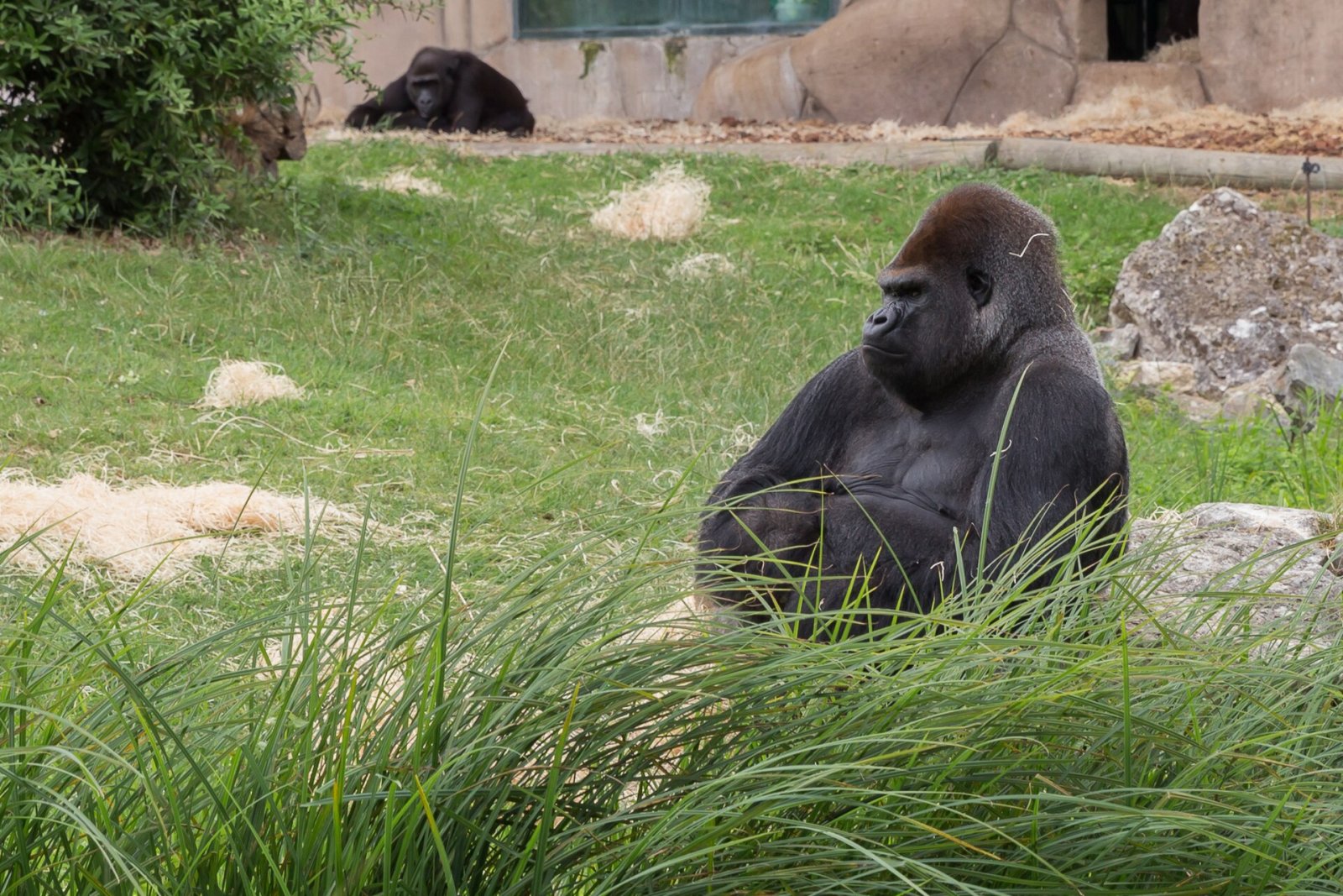 Gorillas: Eine Reise zwischen Natur und Abenteuer in Griechenland - FGFW+5W Paramithia | Secret World Trip Planner