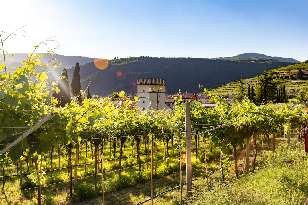 Valpolicella: The Paradise of Amarone Wine - Valpolicella | Secret World Trip Planner