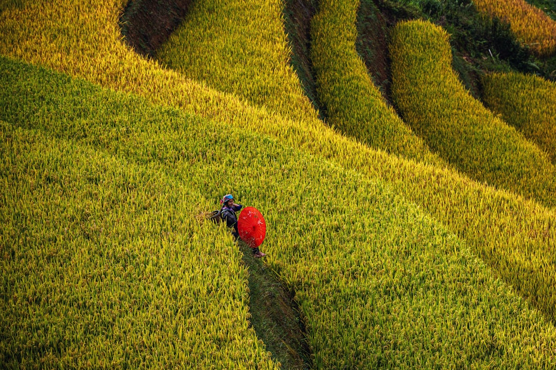 Enchanting Sunsets over Ta Phin Rice Fields - Ta Phin | Secret World Trip Planner