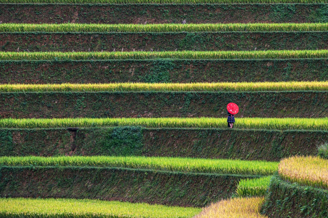 Enchanting Sunsets over Ta Phin Rice Fields - Ta Phin | Secret World Trip Planner