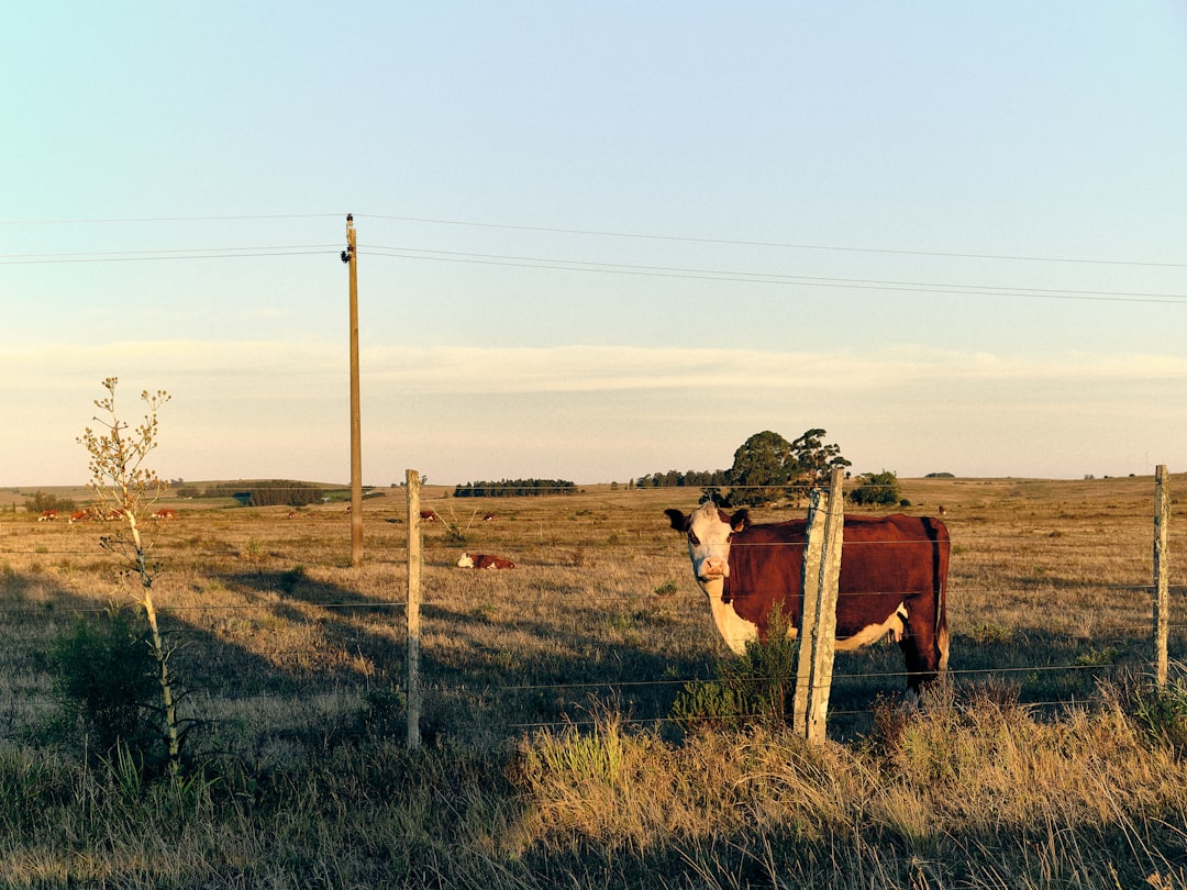 Découvrez l'Uruguay : un bijou d'Amérique du Sud | Secret World Trip Planner