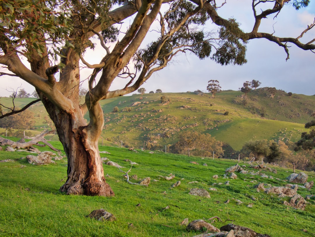 Barossa Valley: la culla del Shiraz australiano - Barossa Valley | Secret World Trip Planner