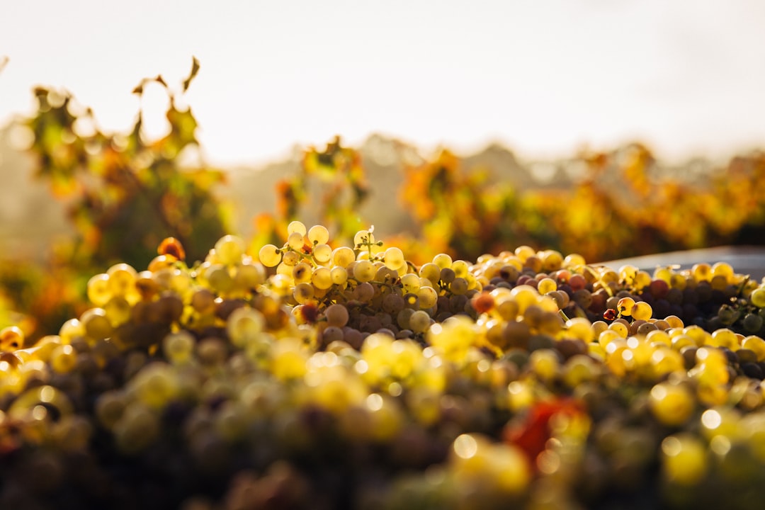 Barossa Valley: Wiege des australischen Shiraz — Barossa Valley
