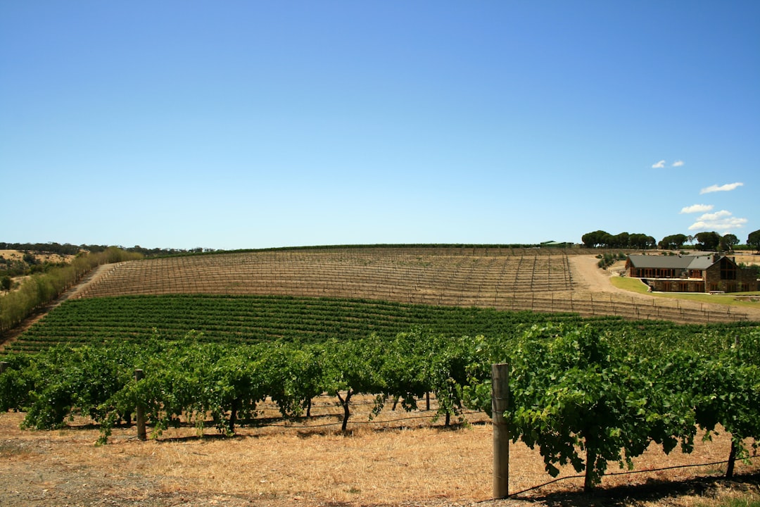 Barossa Valley : le berceau du Shiraz australien - Barossa Valley | Secret World Trip Planner