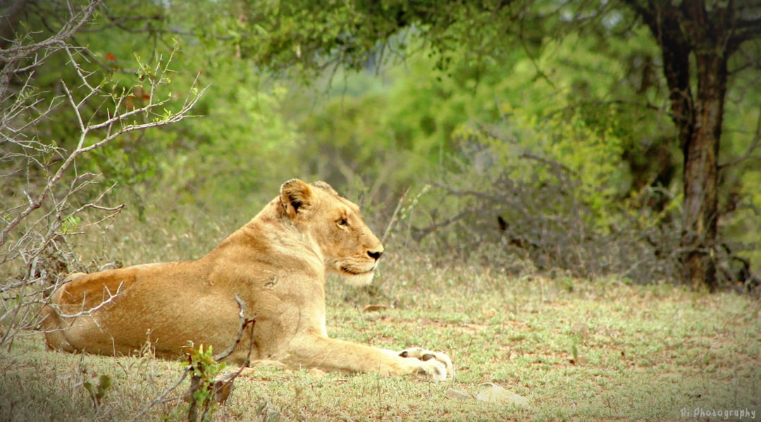 Découvrez la biodiversité à la porte Malelane du Kruger - R570 | Secret World Trip Planner