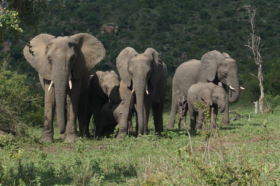 Découvrez la biodiversité à la porte Malelane du Kruger - R570 | Secret World Trip Planner