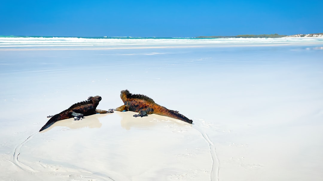Panoramas extraordinaires de Puerto Ayora : Un trésor de l'Équateur - Puerto Ayora | Secret World Trip Planner