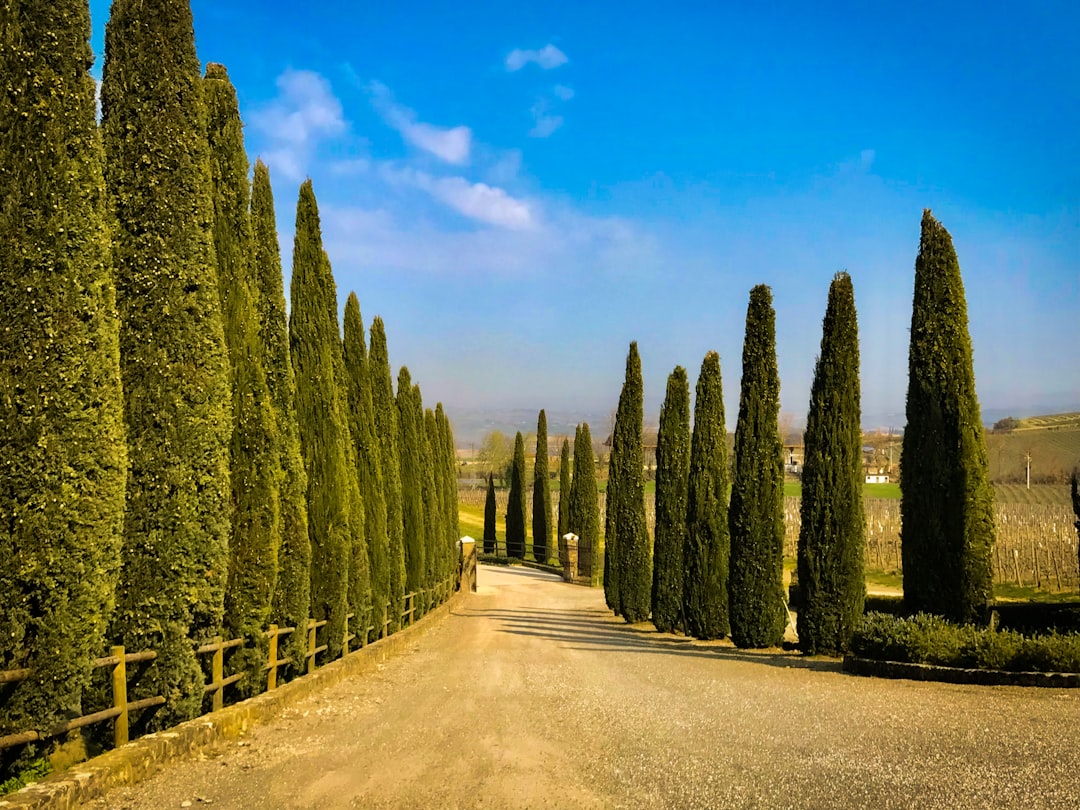Montalcino: El Corazón del Brunello - 53024 Montalcino SI | Secret World Trip Planner