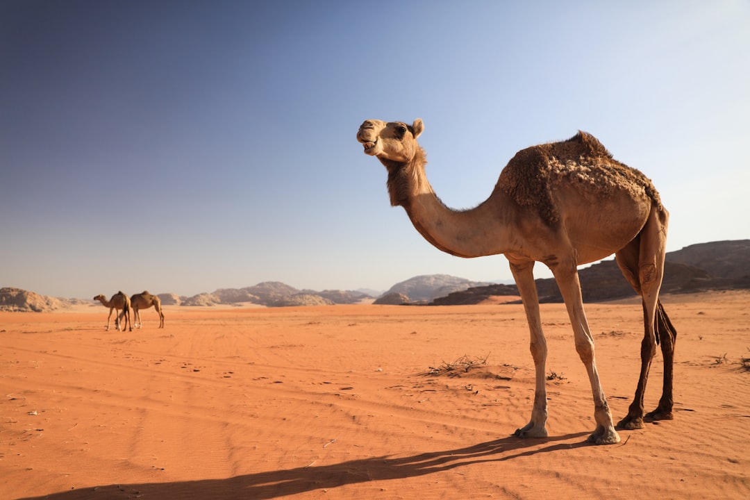 Wadi Rum: Jordan's Stunning Red Rock Desert — Wadi Rum Village