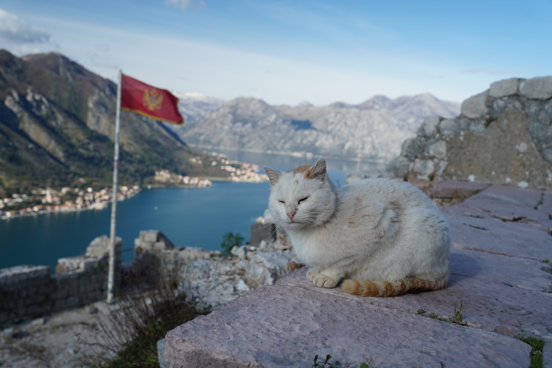 Cats Museum di Kotor: gatti e artigiani tra le mura medievali - Trg Gospa od Anđela - Stari Grad 371 | Secret World Trip Planner