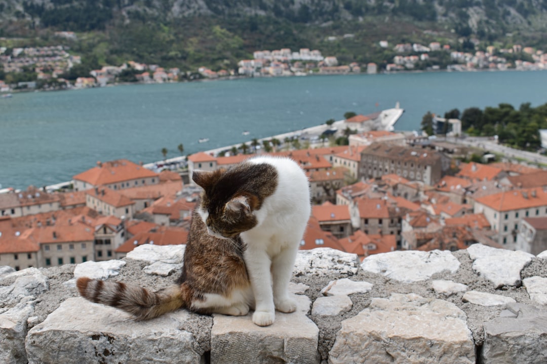Cats Museum di Kotor: gatti e artigiani tra le mura medievali - Trg Gospa od Anđela - Stari Grad 371 | Secret World Trip Planner