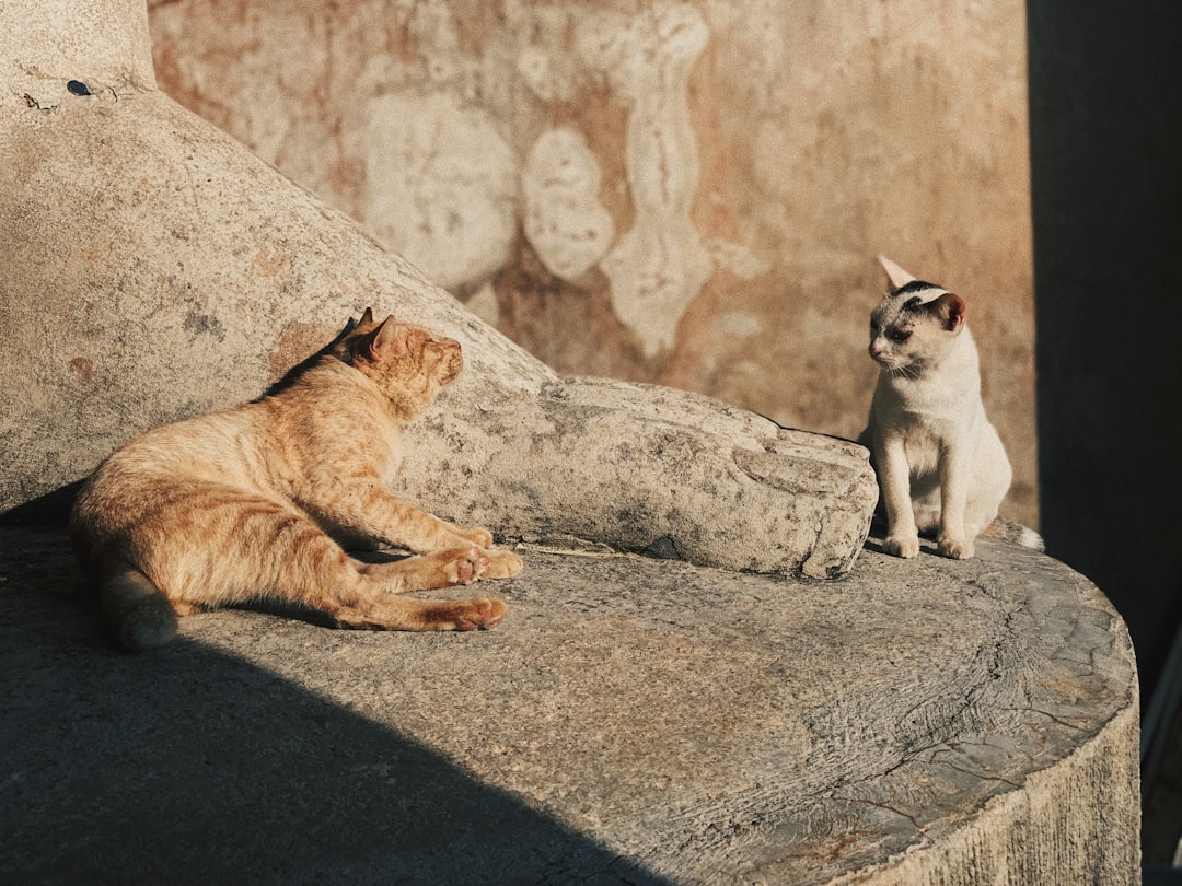 Cats Museum di Kotor: gatti e artigiani tra le mura medievali - Trg Gospa od Anđela - Stari Grad 371 | Secret World Trip Planner