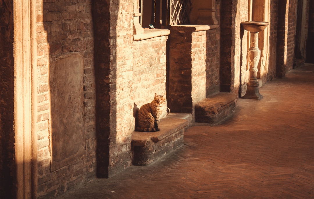 Kotor's Cats Museum: Felines and Artisans in History - Trg Gospa od Anđela - Stari Grad 371 | Secret World Trip Planner