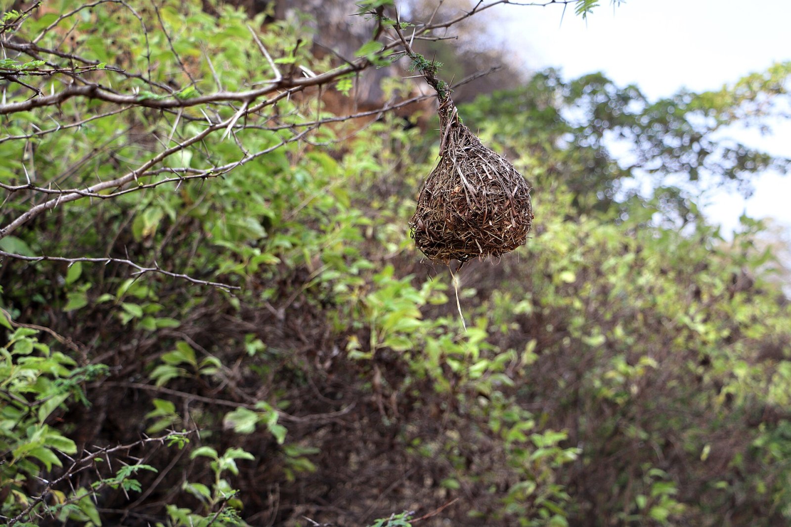 Exploring the Jabal Samhan Nature Reserve in Oman - ولاية مرباط | Secret World Trip Planner