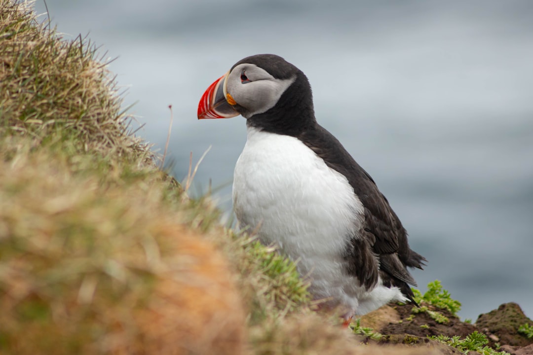 Scopri Látrabjarg: il punto più occidentale d'Islanda | Secret World Trip Planner
