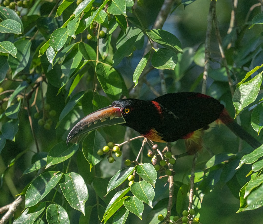 Tikal : jungles et pyramides mayas au Guatemala - Tikal | Secret World Trip Planner