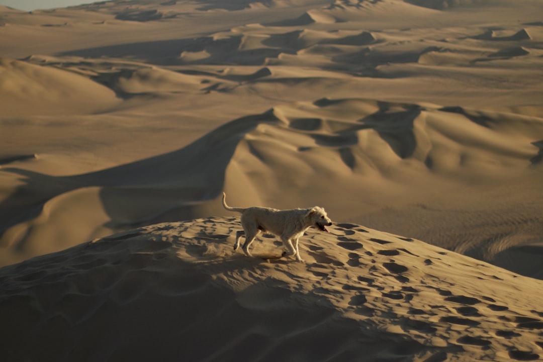 Huacachina: Die Oase in der Wüste von Ica, Peru - Unnamed Road | Secret World Trip Planner
