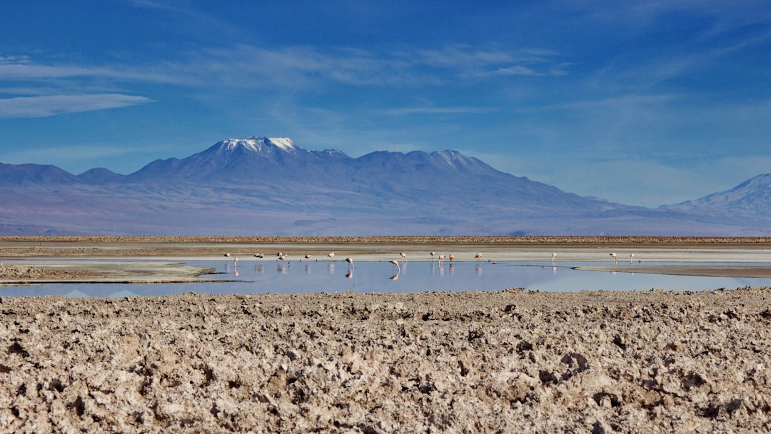 Saline Aguada Blanca: Hochgebirgswildtiere entdecken - Reserva Nacional de Salinas y Aguada Blanca | Secret World Trip Planner