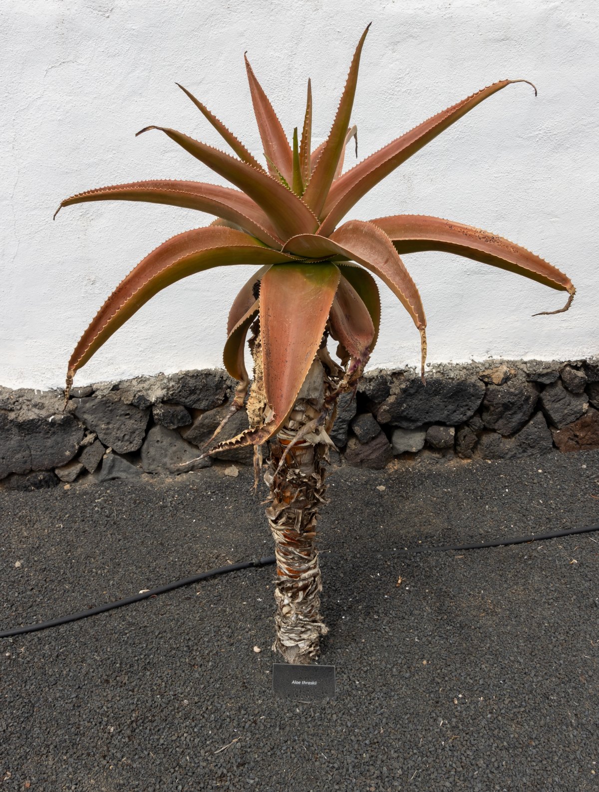 El Grifo Wineries: Volcanic Wines of Lanzarote - 35559 San Bartolomé | Secret World Trip Planner