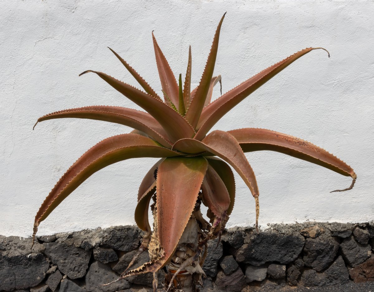 El Grifo Wineries: Volcanic Wines of Lanzarote - 35559 San Bartolomé | Secret World Trip Planner