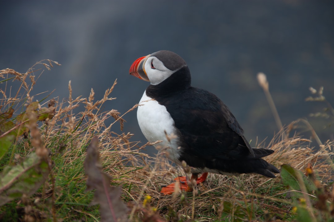 Bird Watching in Islanda: Un'Esperienza Unica nella Natura - Laugarbakki | Secret World Trip Planner