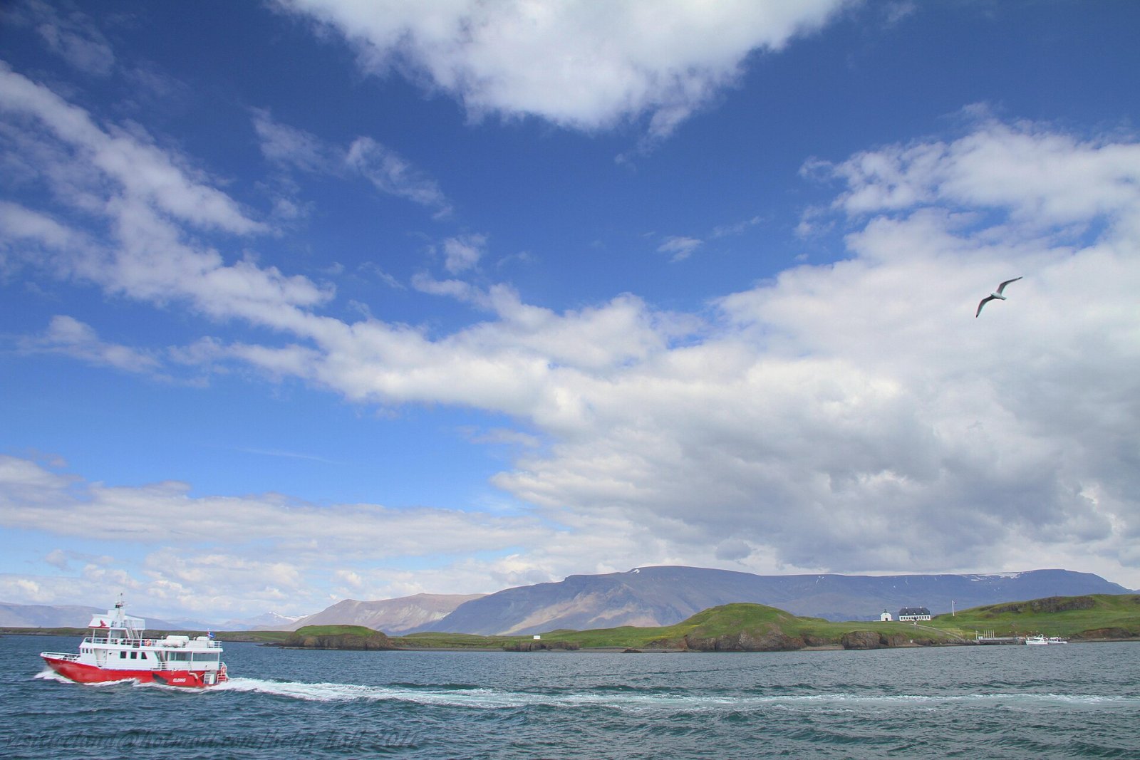 Bird Watching in Iceland: A Unique Experience in Nature - Laugarbakki | Secret World Trip Planner