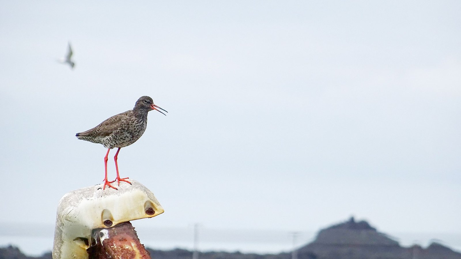 Vogelbeobachtung in Island: Ein einzigartiges Naturerlebnis - Laugarbakki | Secret World Trip Planner