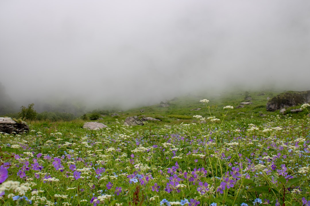 Valley of Flowers a Yumthang: fiori ad alta quota - Yumthang | Secret World Trip Planner