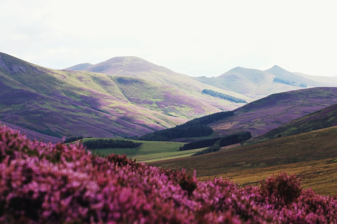 Valley of Flowers in Yumthang: High-Altitude Blooms - Yumthang | Secret World Trip Planner