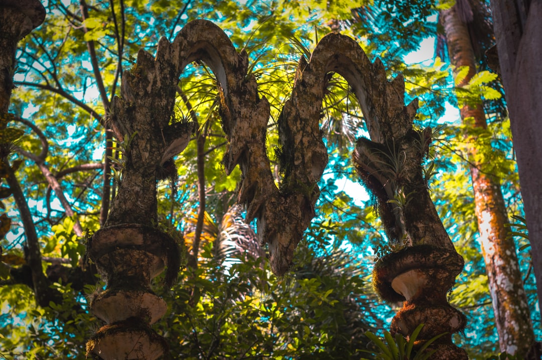 Las Pozas: A Surreal Garden in the Heart of Mexico - Xilitla | Secret World Trip Planner