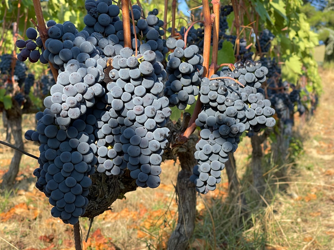 Chianti Classico a Greve: vini e terroir toscano - 18 | Secret World Trip Planner