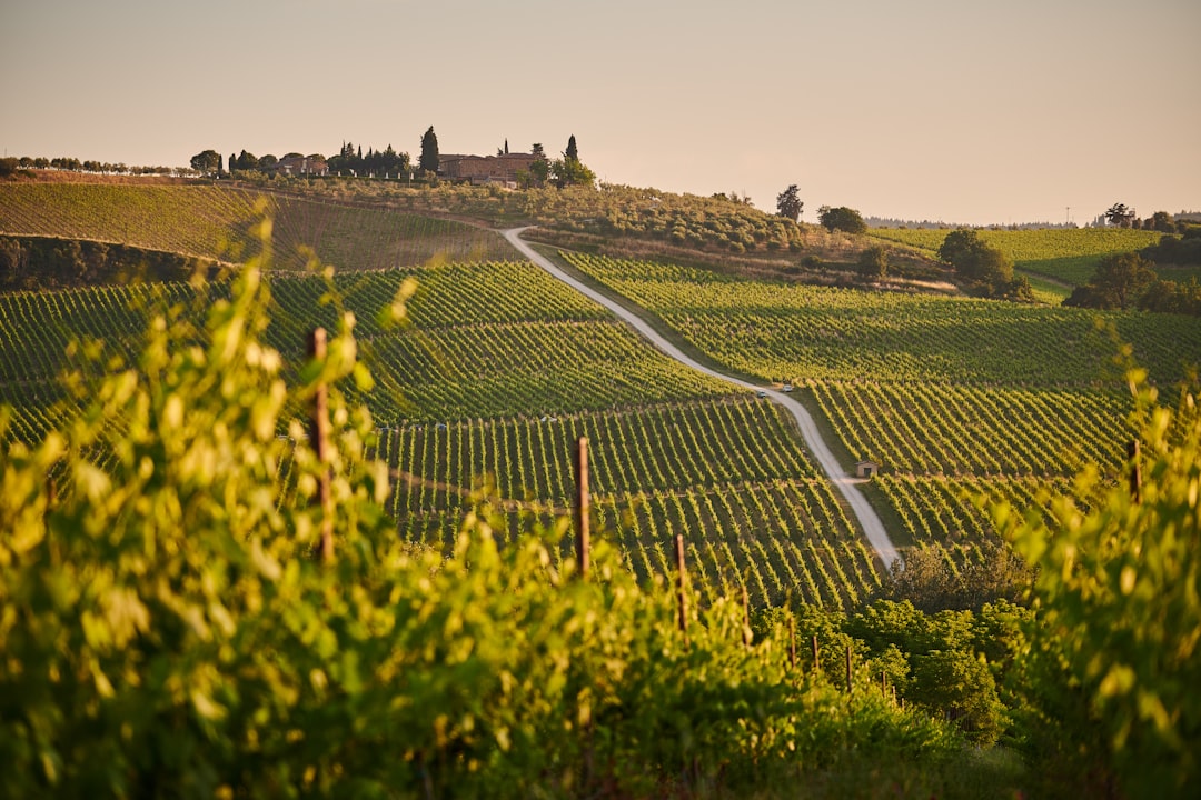 Chianti Classico in Greve: Weine und toskanischer Terroir - 18 | Secret World Trip Planner