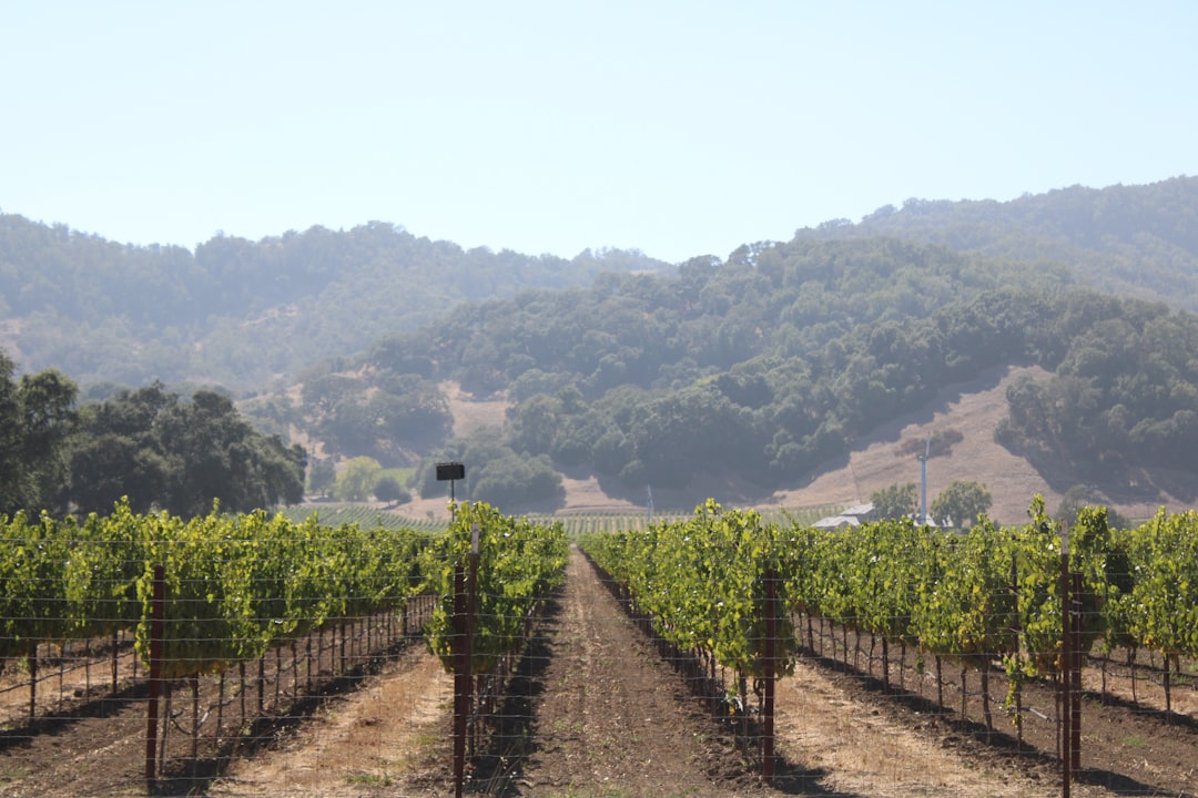 Napa Valley Weinzug: Wein und Landschaften auf Schienen - Napa | Secret World Trip Planner