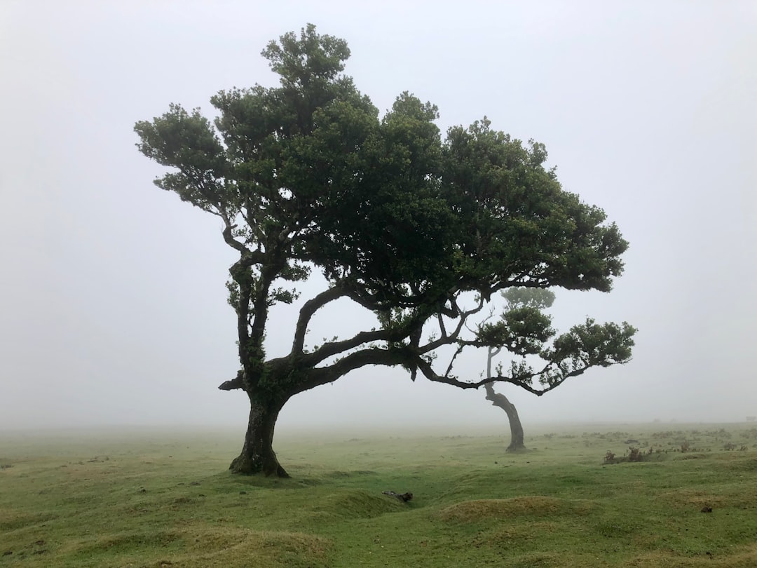 Fanal: un angolo di natura incontaminata in Portogallo - Seixal | Secret World Trip Planner