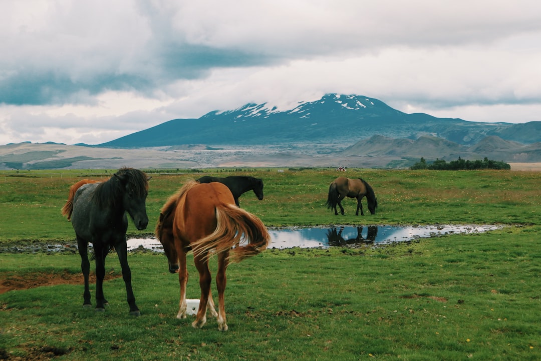 Hekla: escursione sul vulcano più temuto d'Islanda - Hekla | Secret World Trip Planner