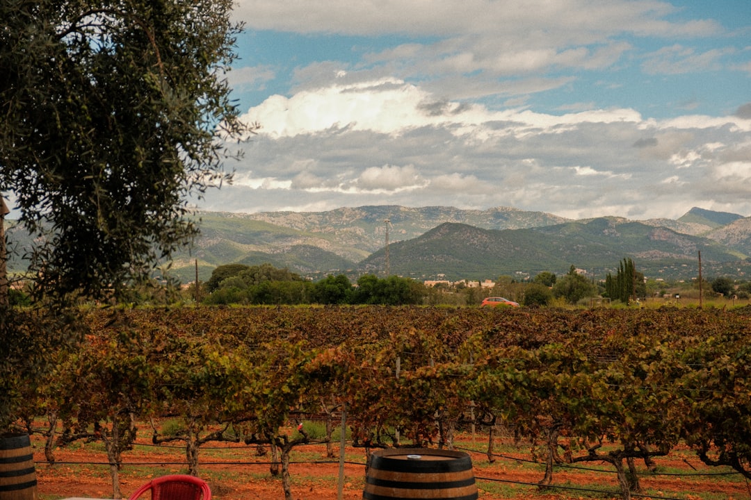 Colares: Atlantic Wines from Portugal's Sands - Alameda Cel. Linhares de Lima 32 | Secret World Trip Planner