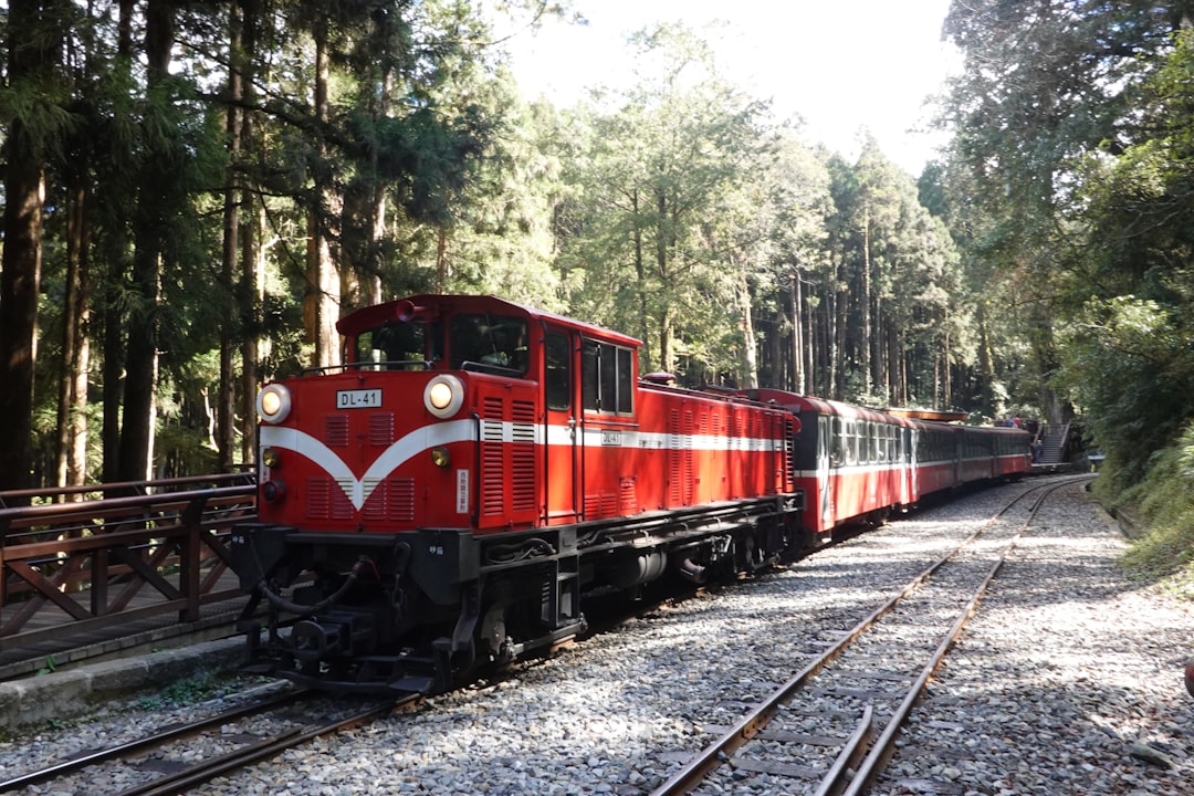 Alishan : un lever de soleil entre nuages et cyprès - Alishan Township | Secret World Trip Planner