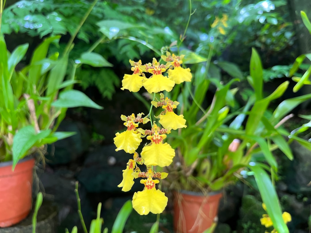 Jardin du Géant Endormi : orchidées entre les Figuiers - Wailoko Road | Secret World Trip Planner